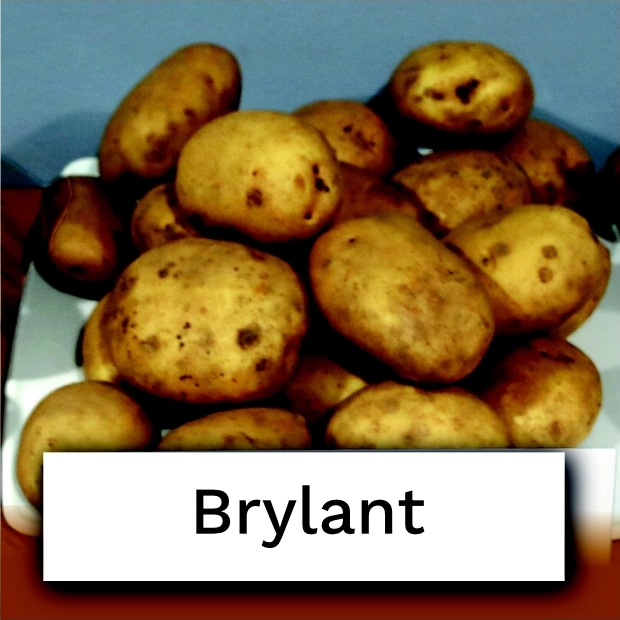 bulwy ziemniaka odmiany Brylant